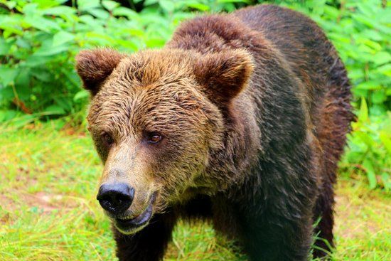 Alternativer Wolf- und Bärenpark Schwarzwald