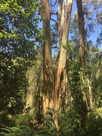 Endeavour Fern Gully
