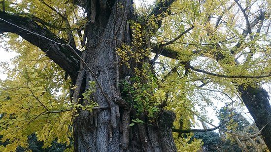 Iwabuhachiman Shrine