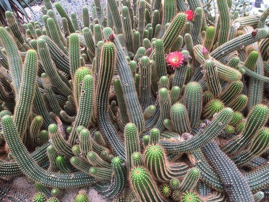 Belevingspark CactusOase