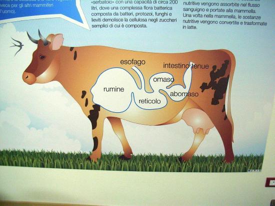 Museo Del Latte E Del Formaggio