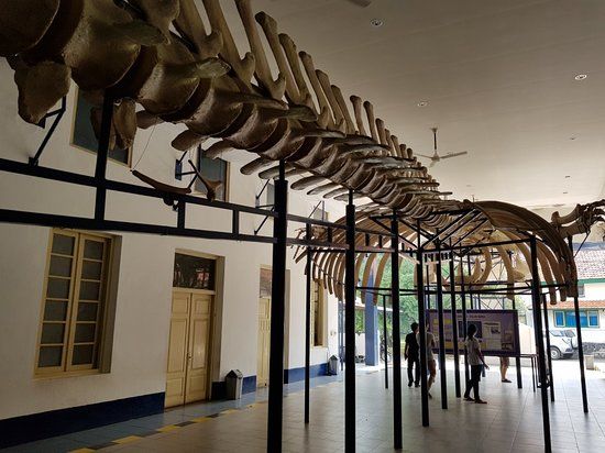 Zoologisch Museum Buitenzorg